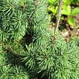 Псевдотсуга Мензиса Kanina