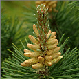 Сосна горная Колумбо