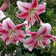 Лилия ОТ-гибрид Анастасия