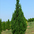 Можжевельник китайский Keteleeri Можжевельник китайский Keteleeri