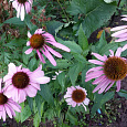 Эхинацея пурпурная Ливадия