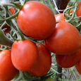 Томат Земляк